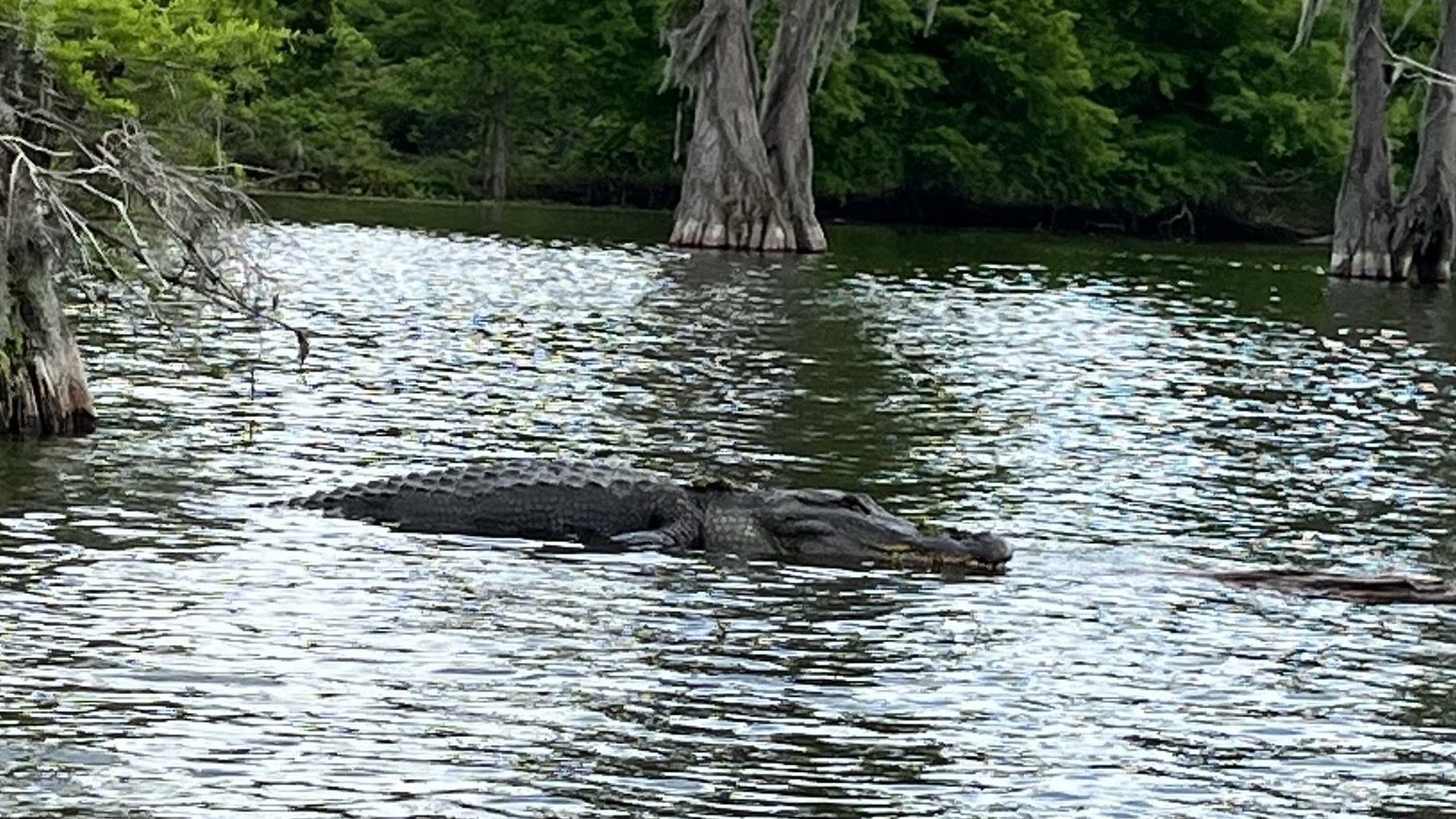 Day 8 – From Awe‑Gators to crawfish (again): A very Louisiana Friday